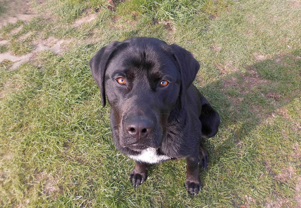 Hundi